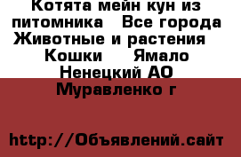 Котята мейн-кун из питомника - Все города Животные и растения » Кошки   . Ямало-Ненецкий АО,Муравленко г.